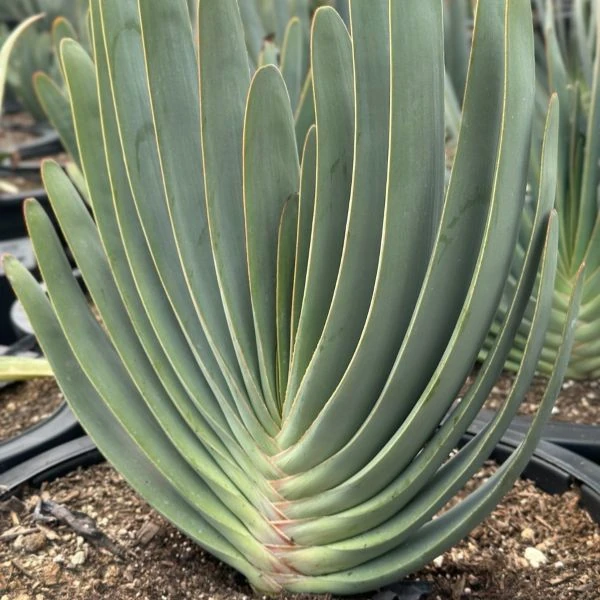 Кумара складчатая - Kumara plicatilis