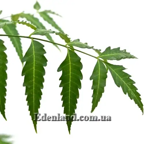 Изображение листья