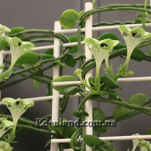 Зображення Церопегія Сандерсона - Ceropegia sandersonii