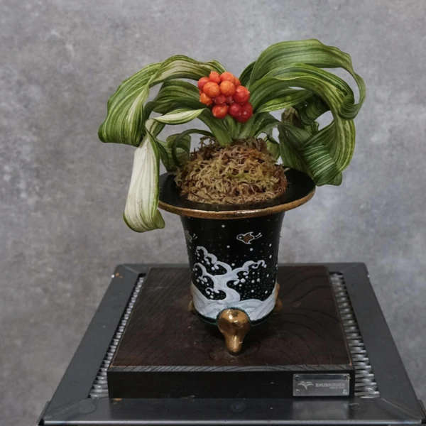 Зображення рослина з плодами в горщику Нісікібаті