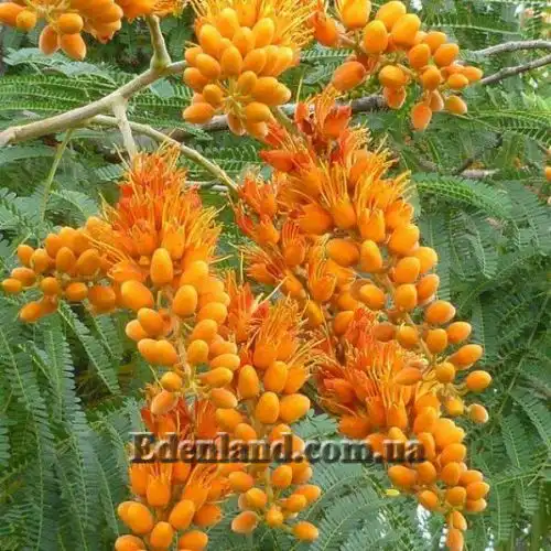 Зображення Кольвілея кістиста - Colvillea racemose