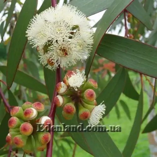 Зображення Евкаліпт малоквітковий - Eucalyptus pauciflora subsp. niphophila