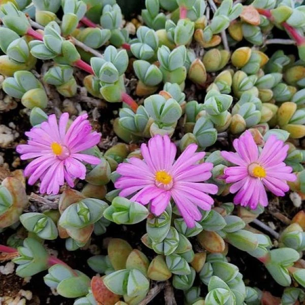 Зображення Браунсія Максиміліана - Braunsia maximiliani