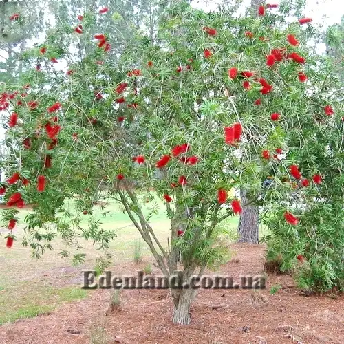 Изображение цветущий куст