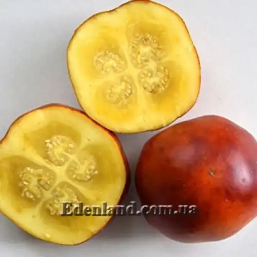 Пасльон сидячоквітковий (Топіро, Кокона) - Solanum sessiliflorum