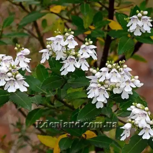 Простантера косматоквіткова - Prostanthera lasianthos