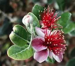 Фейхоа Селлова