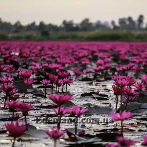 Зображення Німфея (Латаття) Нухалі - Nymphaea nouchali