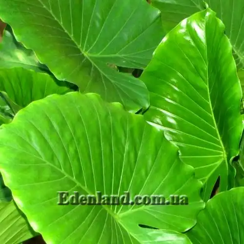 Изображение Алоказия пахучая - Alocasia odora