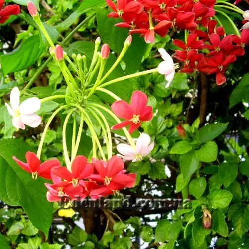 Изображение Квисквалис индийский    - Quisqualis indica 