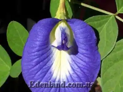 Поступление продукции в интернет-магазине экзотических семян и растений Edenland. Январь 2019