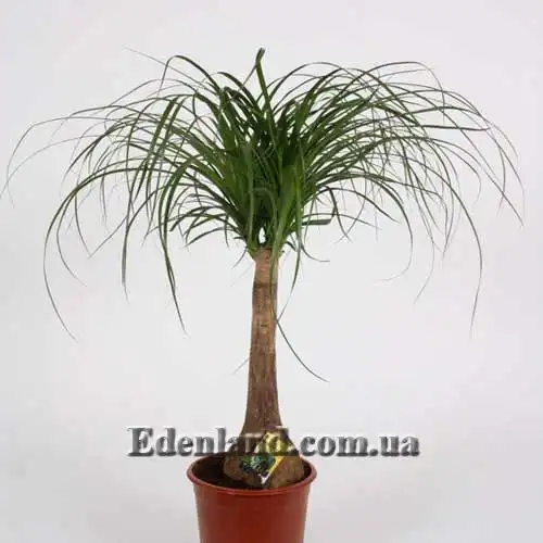 Бокарнея гватемальська - Beaucarnea guatemalensis