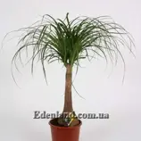 Изображение Бокарнея гватемальская - Beaucarnea guatemalensis