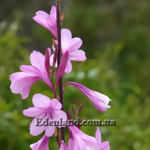 Изображение Ватсония Бурбонская - Watsonia borbonica 