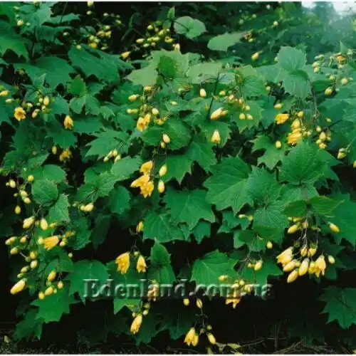 Зображення Кіренгешома дланєвидна - Kirengeshoma palmata