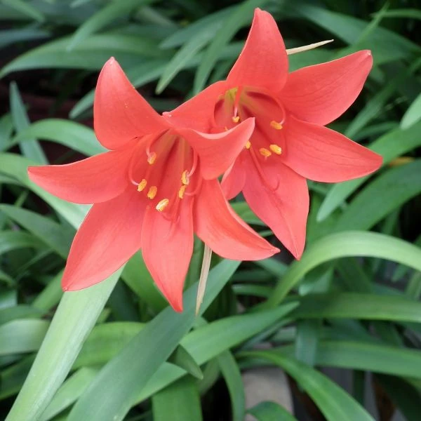 Изображение Циртантус кроваво-красный  - Cyrtanthus sanguineus