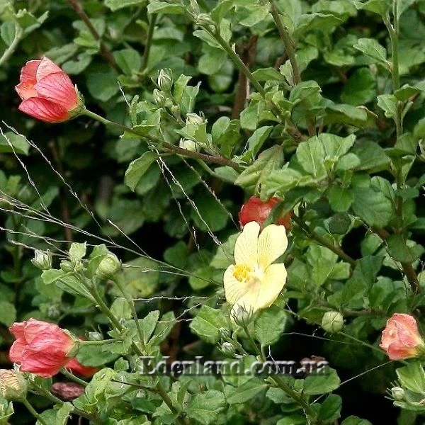 Зображення Павонія обгризена - Pavonia praemorsa