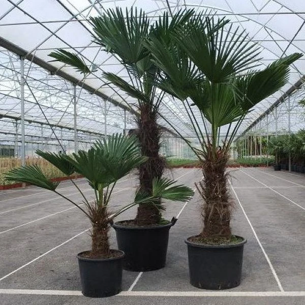 Изображение Трахикарпус Вагнера  - Trachycarpus wagnerianus 