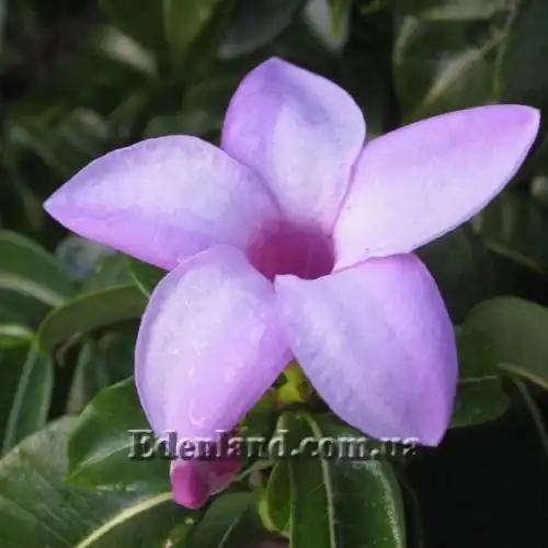 Зображення Криптостегія великоквіткова - Cryptostegia grandiflora