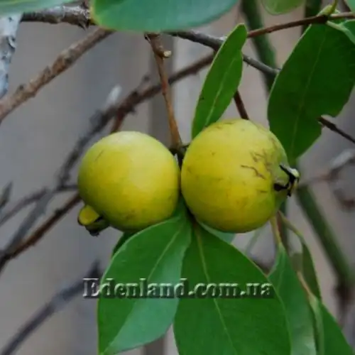 Изображение Псидиум Кэттли блестящий  - Psidium cattleianum lucidum 