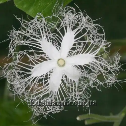 Изображение Трихозант, змеевидный огурец - Trichosanthes cucumerina