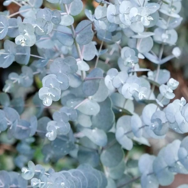 Зображення Евкаліпт Ґанна - Eucalyptus gunnii 