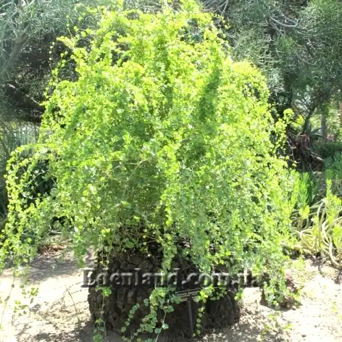 Изображение Диоскорея слоновая - Dioscorea elephantipes