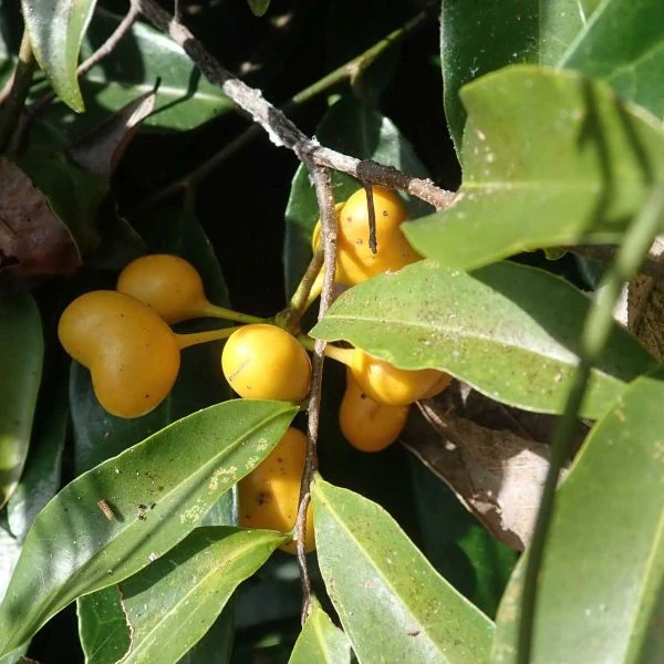 Изображение Увария кафрская  - Uvaria caffra 