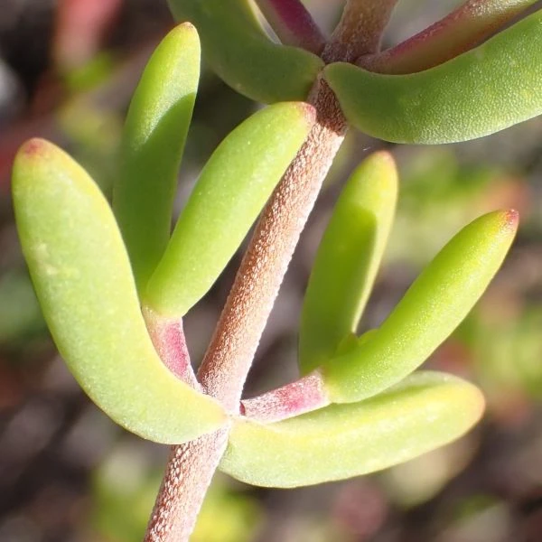 Зображення листя