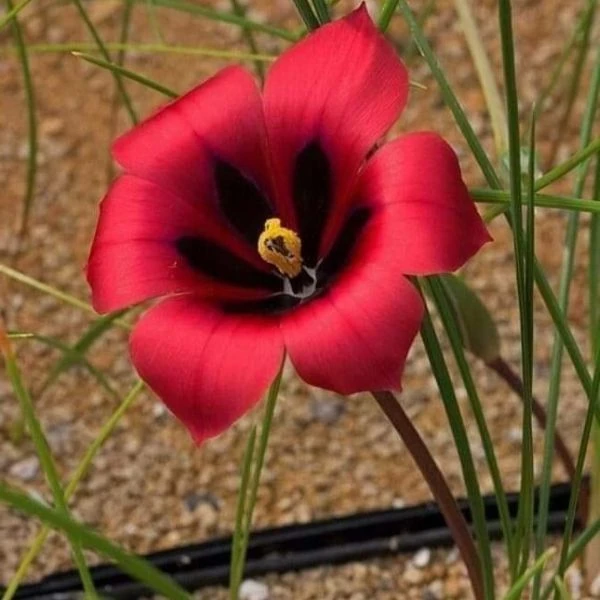 Зображення Ромулея однобратна - Romulea monadelpha  