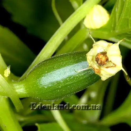 Изображение завязь