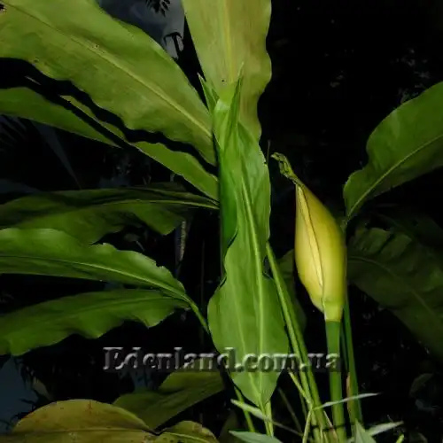 Изображение бутон