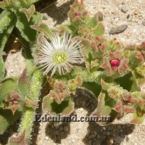 Изображение Мезембриантемум хрустальный - Mesembryanthemum crystallinum