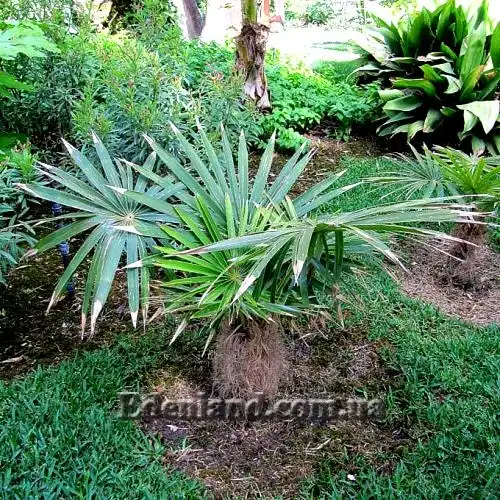 Изображение Коккотринакс волосатый подвид волосатый - Coccothrinax crinita subsp. crinita