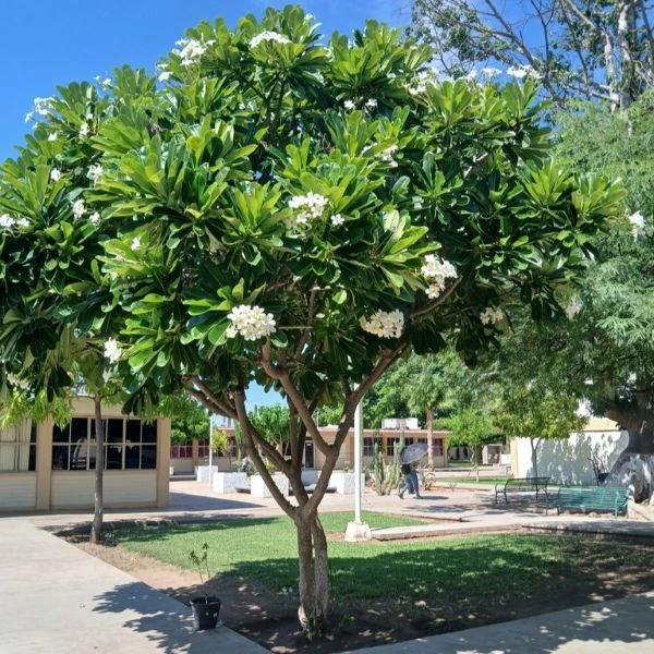 Изображение Плюмерия тупая  - Plumeria obtusa