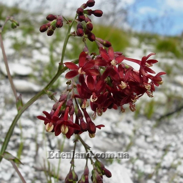 Изображение Кодонориза микранта  - Codonorhiza micrantha