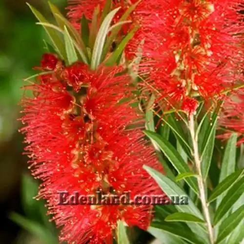 Каллистемон - Callistemon