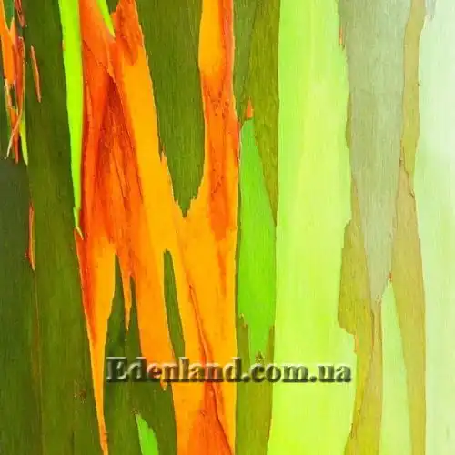 Изображение Эвкалипт радужный - Eucalyptus deglupta