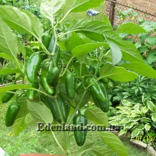 Зображення Перець Халапеньо - Jalapeno Pepper