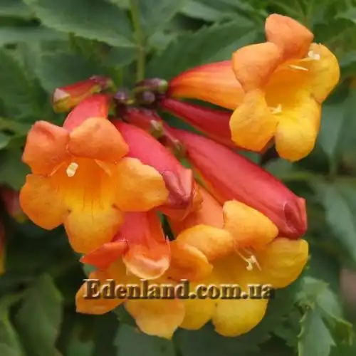 Изображение Текома желтая подвид гуаруме - Tecoma fulva subsp. Guarume