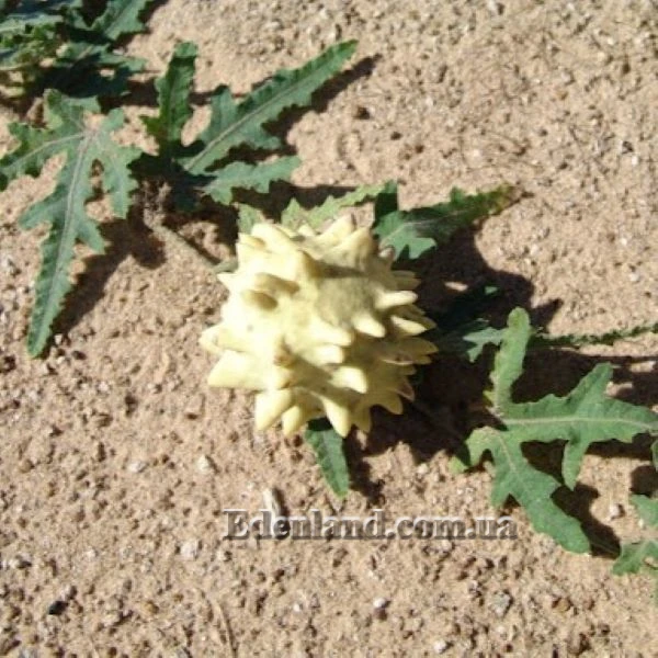 Изображение созревание плода