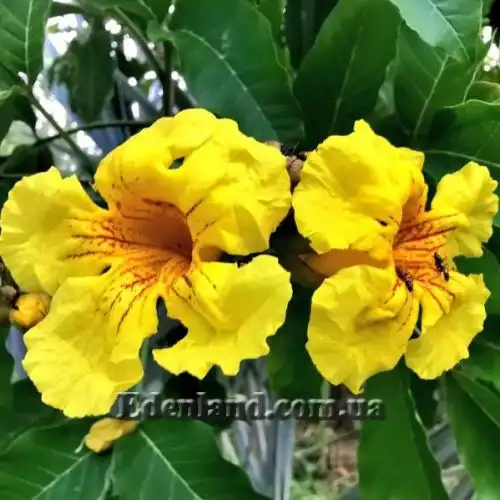 Зображення Маркамія жовта - Markhamia Lutea