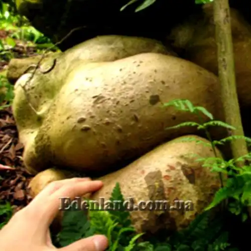 Изображение каудекс