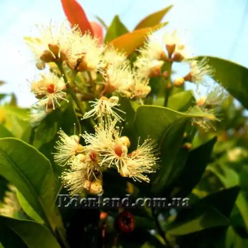 Изображение Евгения миртолистная - Eugenia myrtifolia