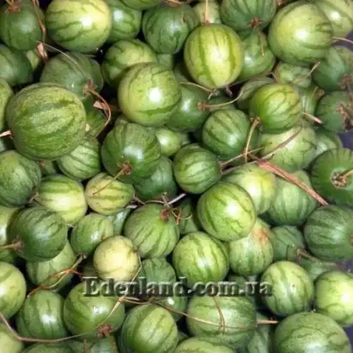 Изображение Паслен карипенс, Тзимбало - Solanum caripense