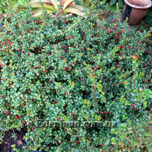 Изображение Угни Молины - Ugni molinae