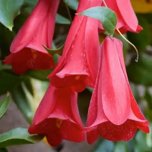 Изображение Лапажерия розовая  - Lapageria rosea