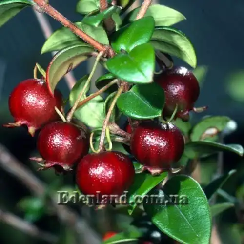 Угни Молины - Ugni molinae