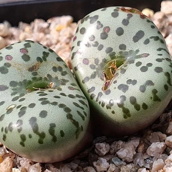 Изображение Конофитум обратносердцевидный  - Conophytum obcordellum