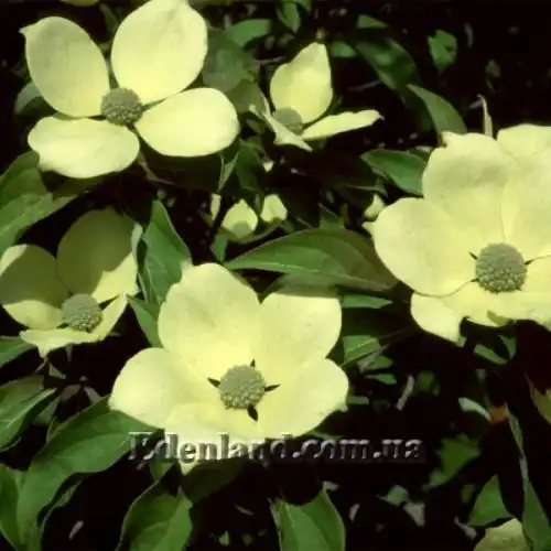 Изображение Кизил головчатый - Cornus capitata 